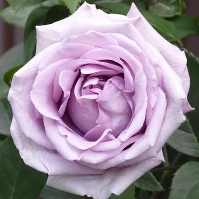 Саженцы роз ИНДИГОЛЕТТА плетистая  Саженцы роз ИНДИГОЛЕТТА плетистая в Махачкале