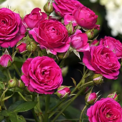 Саженцы роз БЕБИ КРИМСОН миниатюрная  Саженцы роз БЕБИ КРИМСОН миниатюрная в Махачкале