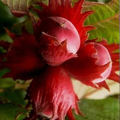 Фундук БАГРЯНЕЦ  Фундук БАГРЯНЕЦ в Махачкале