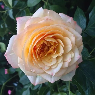 Саженцы роз АБЕЙ ДЕ СЕНТ-АМАН шраб в Махачкале