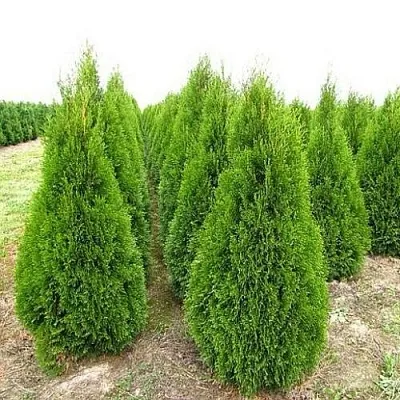 Туя СМАРАГД западная  Туя СМАРАГД западная в Махачкале
