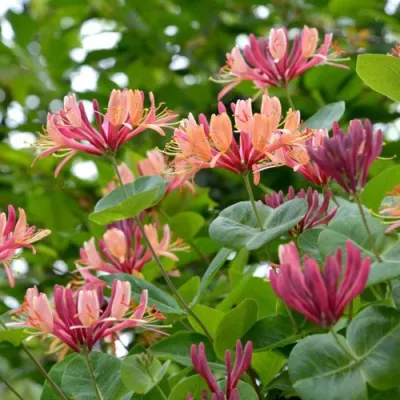 Жимолость ГЕКРОТА в Махачкале