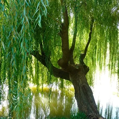 Ива в Махачкале