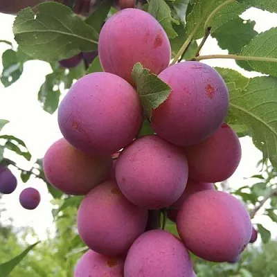 Слива ИМПЕРИАЛ Слива ИМПЕРИАЛ