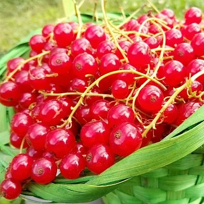 Красная в Махачкале