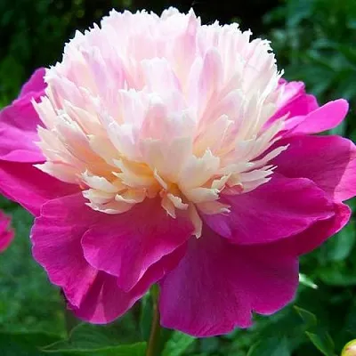 Пион ГЕЙ ПАРИ травянистый  Пион ГЕЙ ПАРИ травянистый в Махачкале