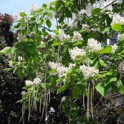 Катальпа в Махачкале