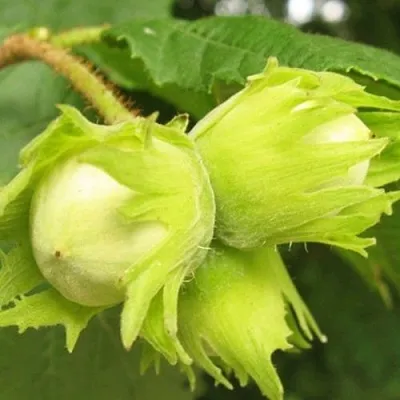 Фундук КАТАЛОНСКИЙ  Фундук КАТАЛОНСКИЙ в Махачкале