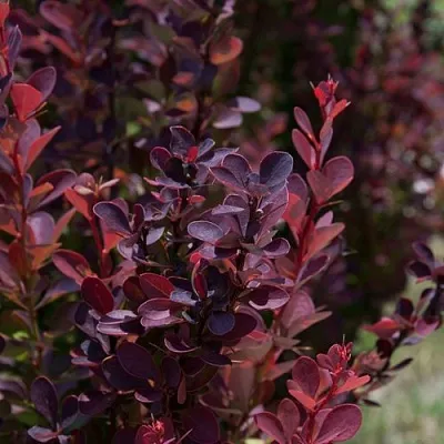 Барбарис ХЕЛМОНД ПИЛЛАР тунберга  Барбарис ХЕЛМОНД ПИЛЛАР тунберга в Махачкале