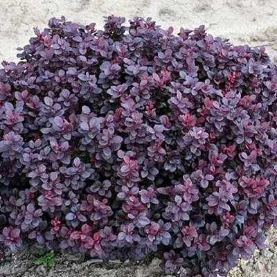 Барбарис КОНКОРД тунберга  Барбарис КОНКОРД тунберга в Махачкале