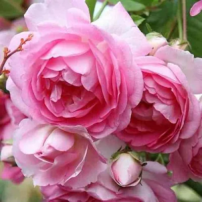 Саженцы роз ЖАСМИНА плетистая  Саженцы роз ЖАСМИНА плетистая в Махачкале