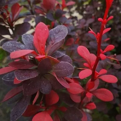 Барбарис РЕД ПИЛЛАР тунберга  Барбарис РЕД ПИЛЛАР тунберга в Махачкале