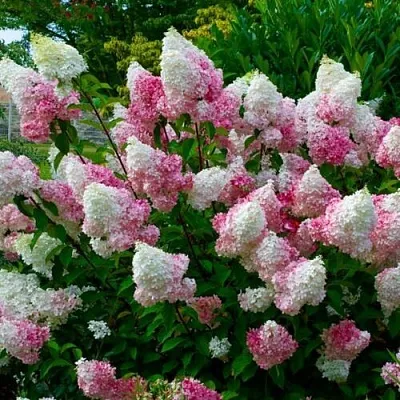 Гортензия  Гортензия в Махачкале