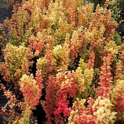 Барбарис САММЕР САНСЕТ тунберга  Барбарис САММЕР САНСЕТ тунберга в Махачкале