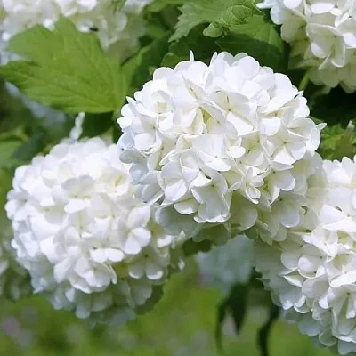 Калина декоративная  Калина декоративная в Махачкале