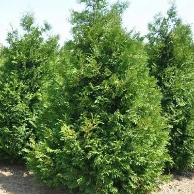 Туя ВАКСЕН западная  Туя ВАКСЕН западная в Махачкале