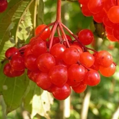 Калина ПАМЯТИ ВАЛЕНТИНЫ в Махачкале