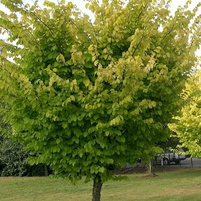 Вяз обыкновенный  Вяз обыкновенный в Махачкале