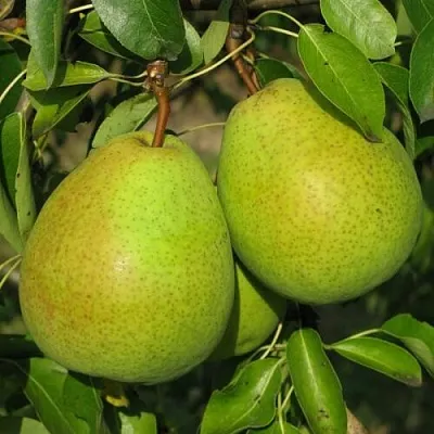 Груша НАЙТ-ВЕРТ колонновидная  Груша НАЙТ-ВЕРТ колонновидная в Махачкале