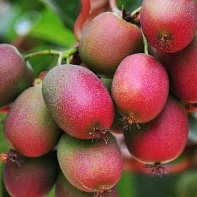 Актинидия ВЕЙКИ аргута  Актинидия ВЕЙКИ аргута в Махачкале