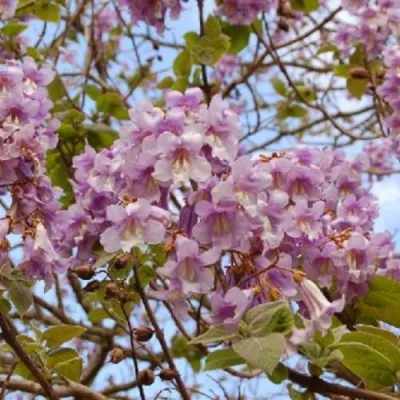 Павлония ПАО ТОГН Z07 — описание сорта Павлония ПАО ТОГН Z07 в Махачкале