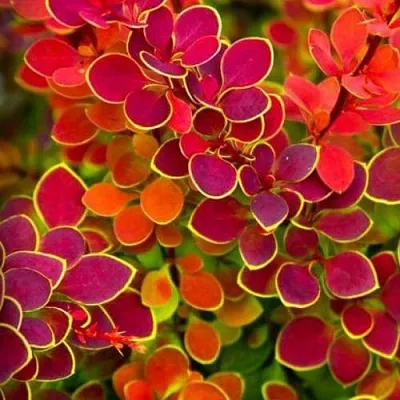 Барбарис ОРАНЖ САНРАЙЗ тунберга  Барбарис ОРАНЖ САНРАЙЗ тунберга в Махачкале