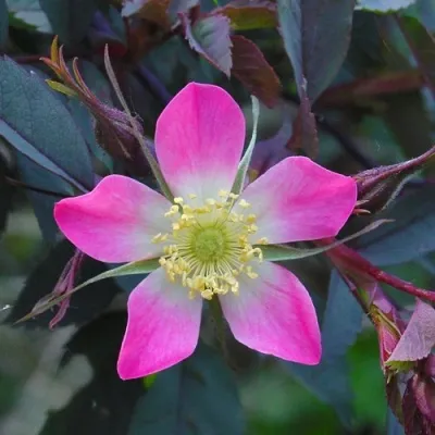 Саженцы роз сизая — описание сорта Саженцы роз сизая в Махачкале