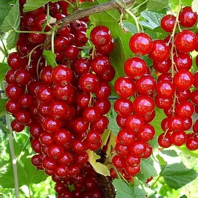 Смородина красная ЙОНКЕР ВАН ТЕТС в Махачкале