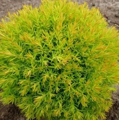 Туя АННИЕК западная  Туя АННИЕК западная в Махачкале