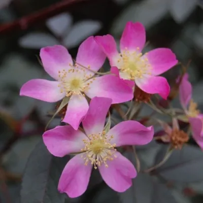 Саженцы роз сизая — описание сорта Саженцы роз сизая в Махачкале