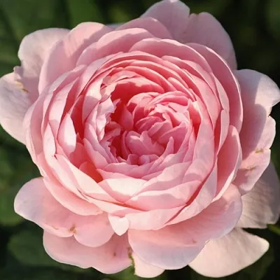 Саженцы роз КУИН ОФ СУИДЕН английская в Махачкале