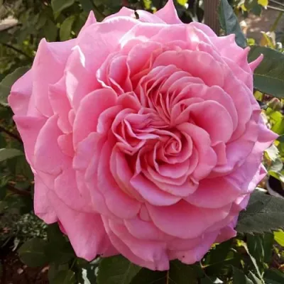 Саженцы роз ЭШЛИ чайно-гибридная — описание сорта Саженцы роз ЭШЛИ чайно-гибридная в Махачкале