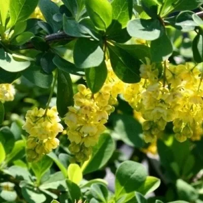 Барбарис ИНДИАН САММЕР  в Махачкале