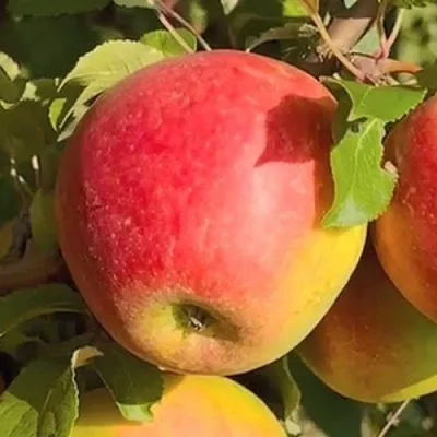 Яблоня САКАВИТА в Махачкале