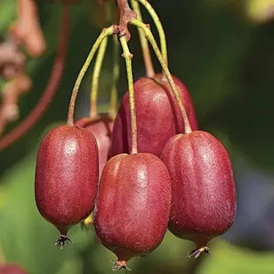 Актинидия СКАРЛЕТ СЕПТЕМБЕР аргута  Актинидия СКАРЛЕТ СЕПТЕМБЕР аргута в Махачкале