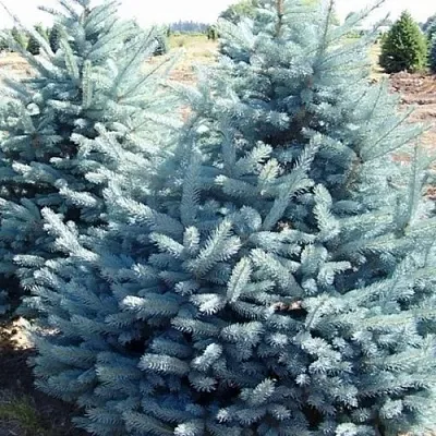 Ель ГЛАУКА колючая  Ель ГЛАУКА колючая в Махачкале