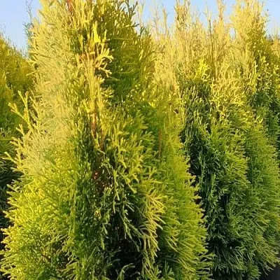 Туя ГОЛДЕН СМАРАГД западная  Туя ГОЛДЕН СМАРАГД западная в Махачкале