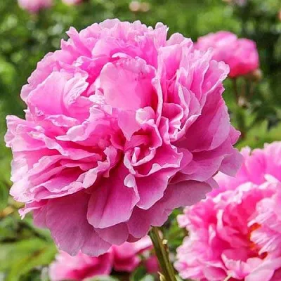 Пион АЛЕКСАНДР ФЛЕМИНГ травянистый  Пион АЛЕКСАНДР ФЛЕМИНГ травянистый в Махачкале