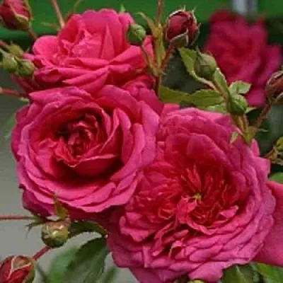 Саженцы роз ЛАГУНА плетистая  Саженцы роз ЛАГУНА плетистая в Махачкале