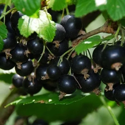 Смородина черная ГЛОБУС в Махачкале