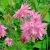 Аквилегия БАРЛОУ ПИНК гибрид МакКаны — описание сорта Аквилегия БАРЛОУ ПИНК гибрид МакКаны в Махачкале