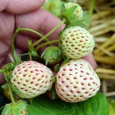 Клубника АНАНАСА ремонтантная в Махачкале