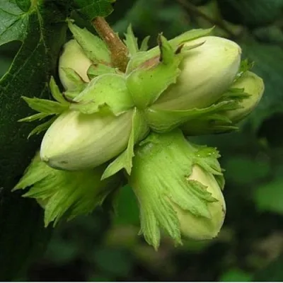 Фундук ТАМБОВСКИЙ ПОЗДНИЙ  Фундук ТАМБОВСКИЙ ПОЗДНИЙ в Махачкале