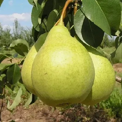 Груша МЕДОВАЯ колонновидная  Груша Медовая Колонновидная в Махачкале