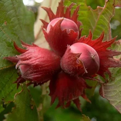 Фундук МОСКОВСКИЙ РУБИН  Фундук МОСКОВСКИЙ РУБИН в Махачкале