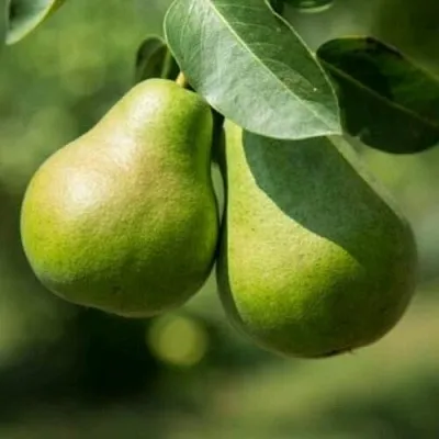 Груша Г-1 колонновидная  Груша Г-1 колонновидная в Махачкале