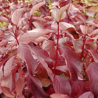 Дерен КРАСНЫЙ  Дерен КРАСНЫЙ в Махачкале