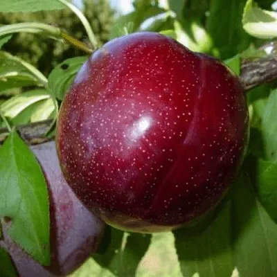 ШАРАФУГА  ШАРАФУГА в Махачкале