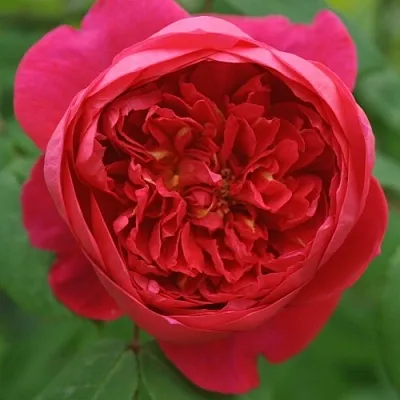 Саженцы роз БЕНДЖАМИН БРИТТЕН шраб в Махачкале