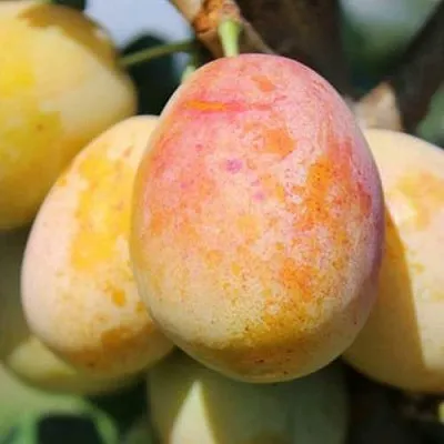 АПРИМИРА  АПРИМИРА в Махачкале